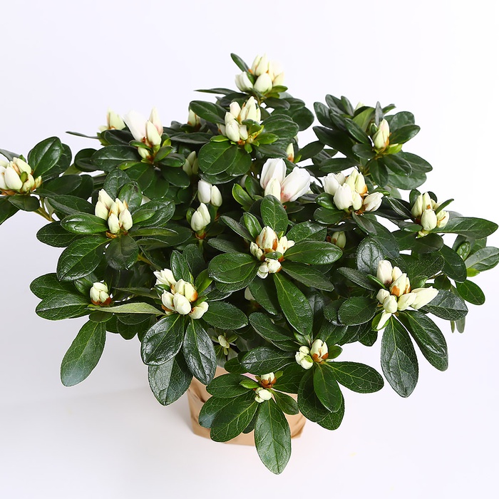 Рододендрон (Азалия) в горшке