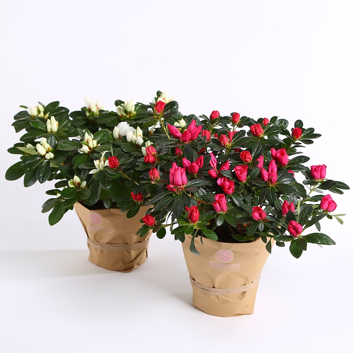 Рододендрон (Азалия) в горшке