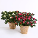 Рододендрон (Азалия) в горшке