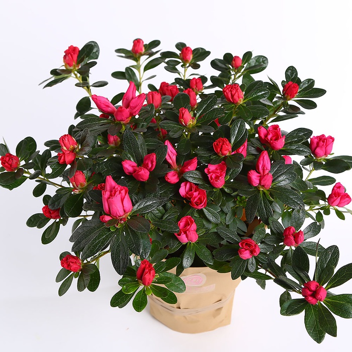 Рододендрон (Азалия) в горшке