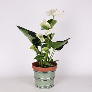 Антуріум в вазоні, S