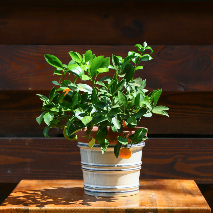 Цитрусове дерево в горшку, XS