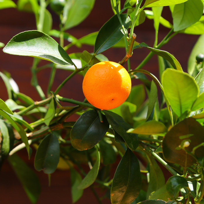 Цитрусове дерево в горшку, XS