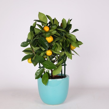 Цитрусовое дерево в горшке, XS