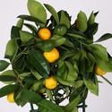 Цитрусове дерево в горшку, XS