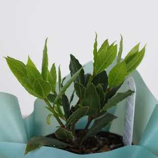 Лавр в горщику