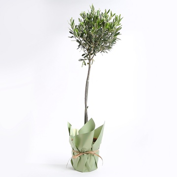 Олива в горшке, M