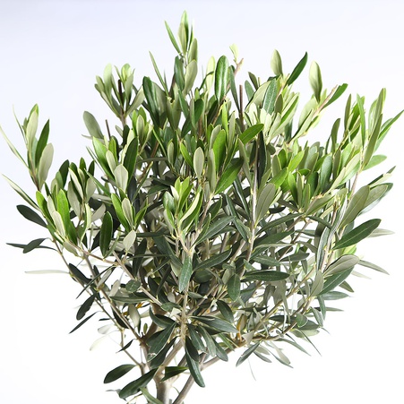 Олива в горшке, M