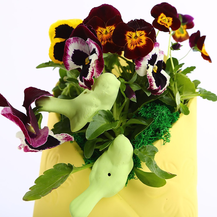 Виола в керамическом конверте