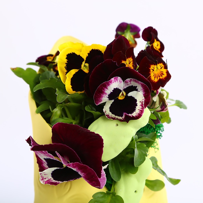 Виола в керамическом конверте