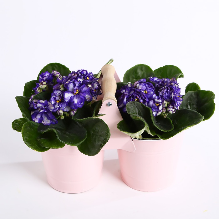 Композиция из фиалок в кашпо