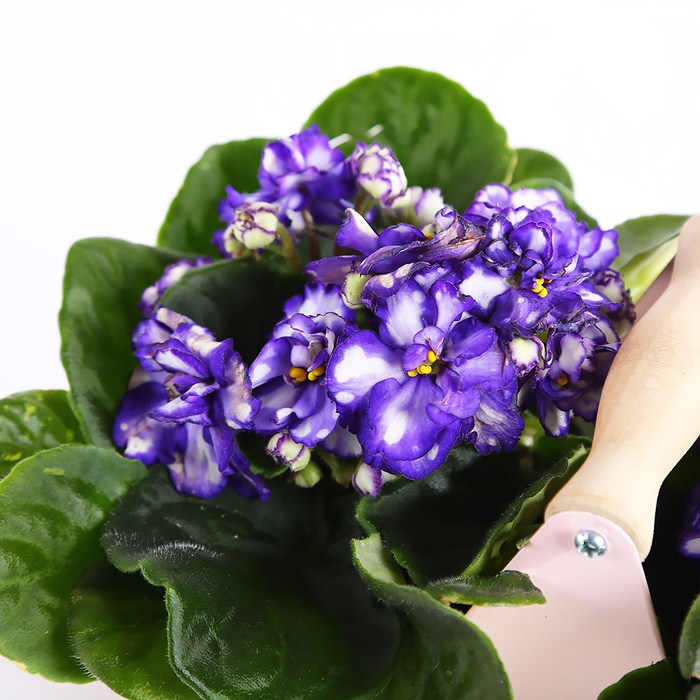 Композиция из фиалок в кашпо