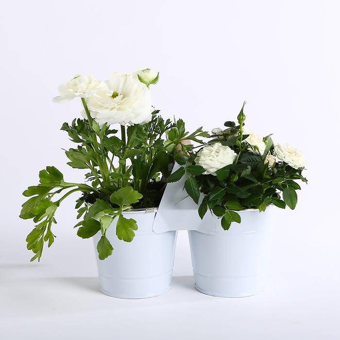 Композиция из ранункулюса и розы в кашпо