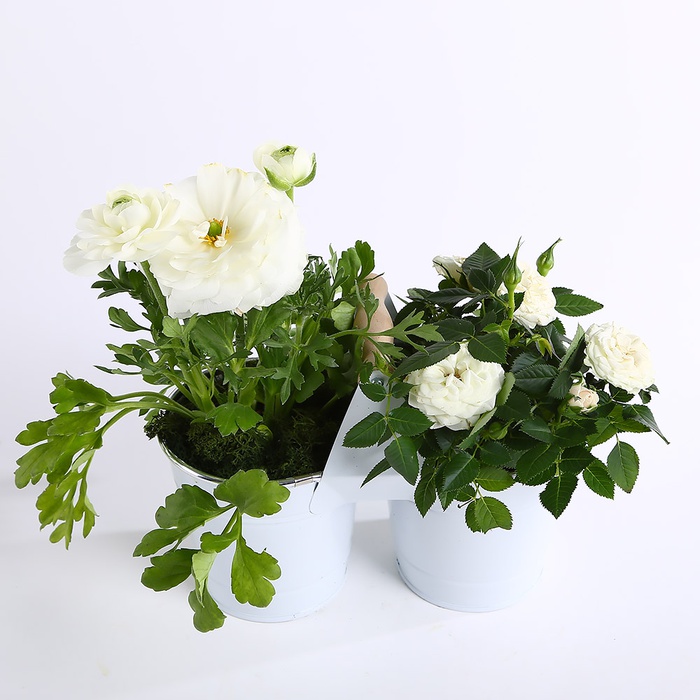 Композиция из ранункулюса и розы в кашпо