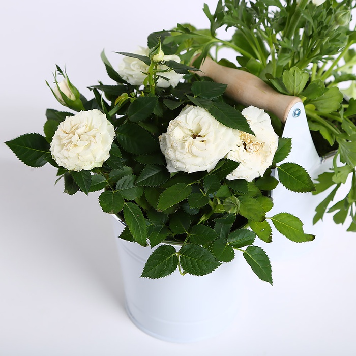 Композиция из ранункулюса и розы в кашпо