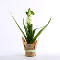 Орнитогалум в горшке