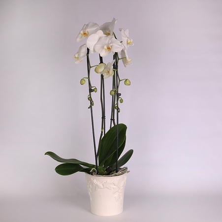 Орхідея Фаленопсис в горшку