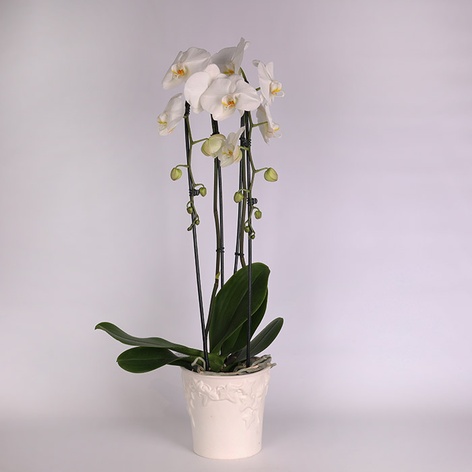 Орхідея Фаленопсис в горшку