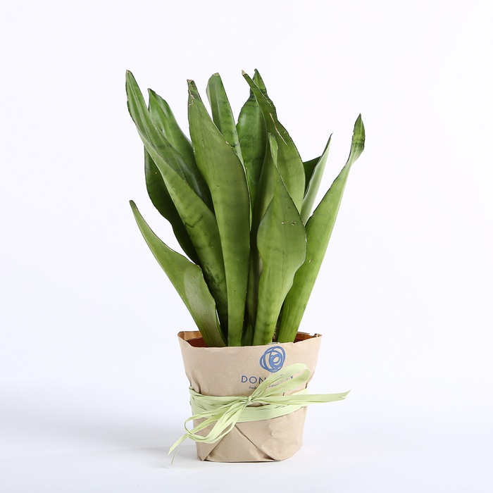 Сансевиерия Муншайн S в горшке