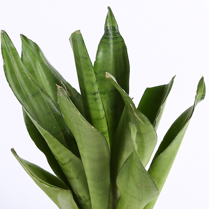 Сансевиерия Муншайн S в горшке