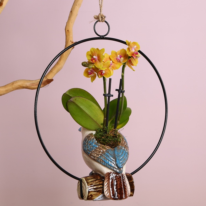 Фаленопсис міні в кашпо