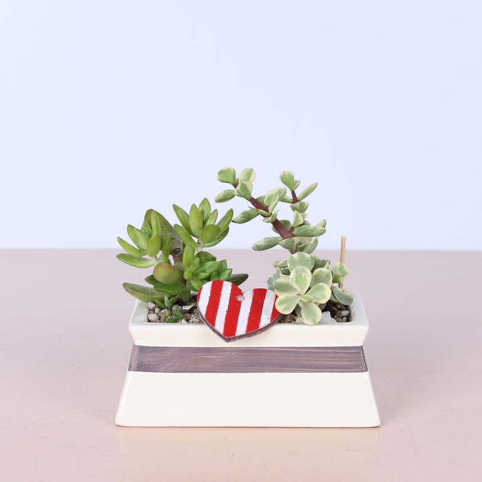 Композиция сад суккулентов в кашпо