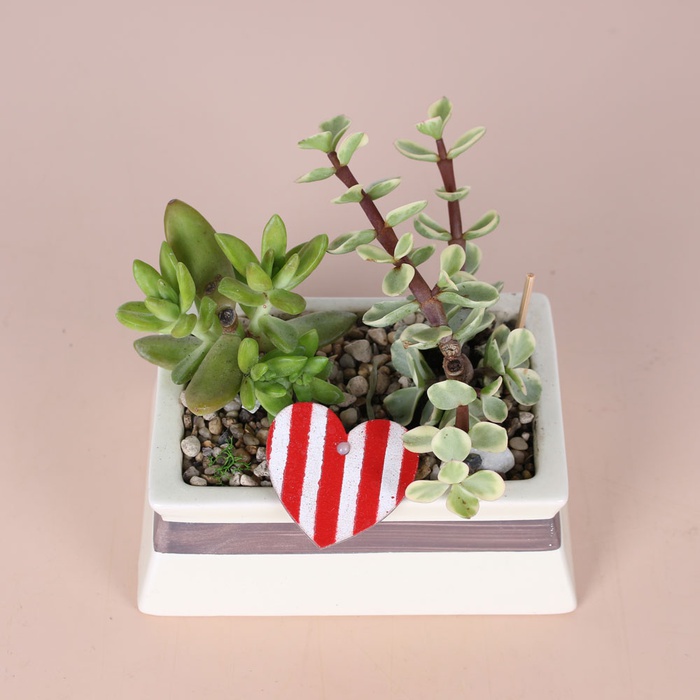 Композиция сад суккулентов в кашпо