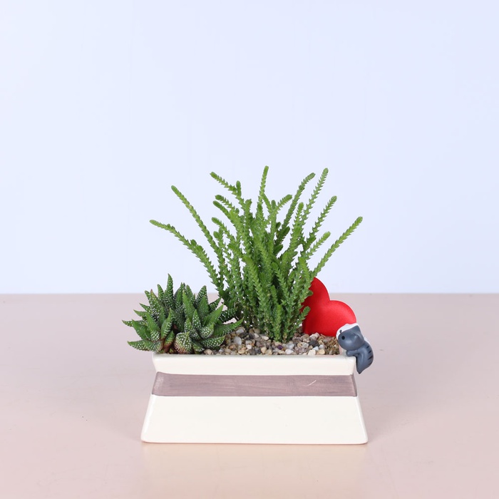 Композиция сад суккулентов в кашпо