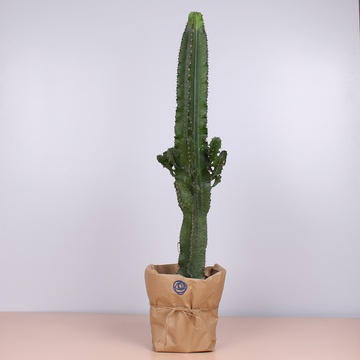 Кактус Эуфорбия в кашпо