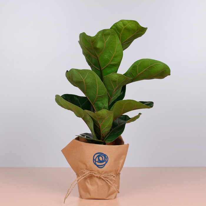 Фикус Лирата в горшке, S