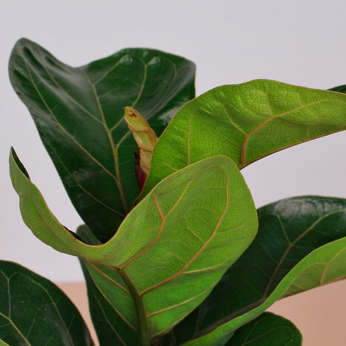 Фикус Лирата в горшке, S