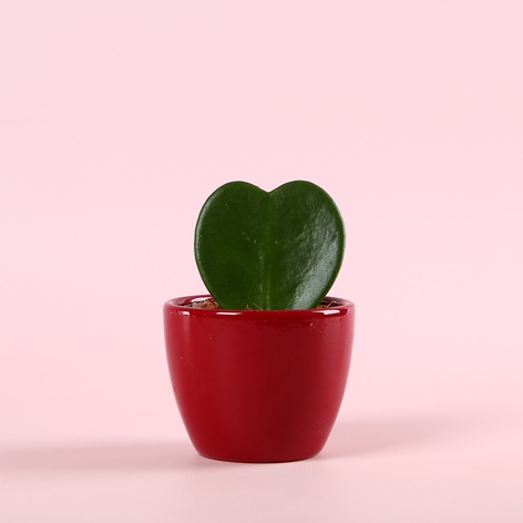 Хойя Керрі сердечко в горщику