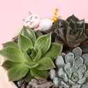 Сукулент мікс в кашпо, M