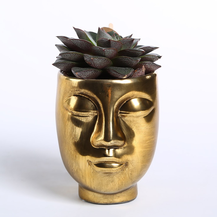 Суккулент микс в кашпо, M