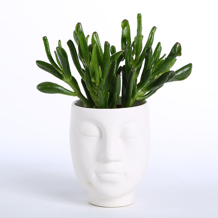 Суккулент микс в кашпо, M