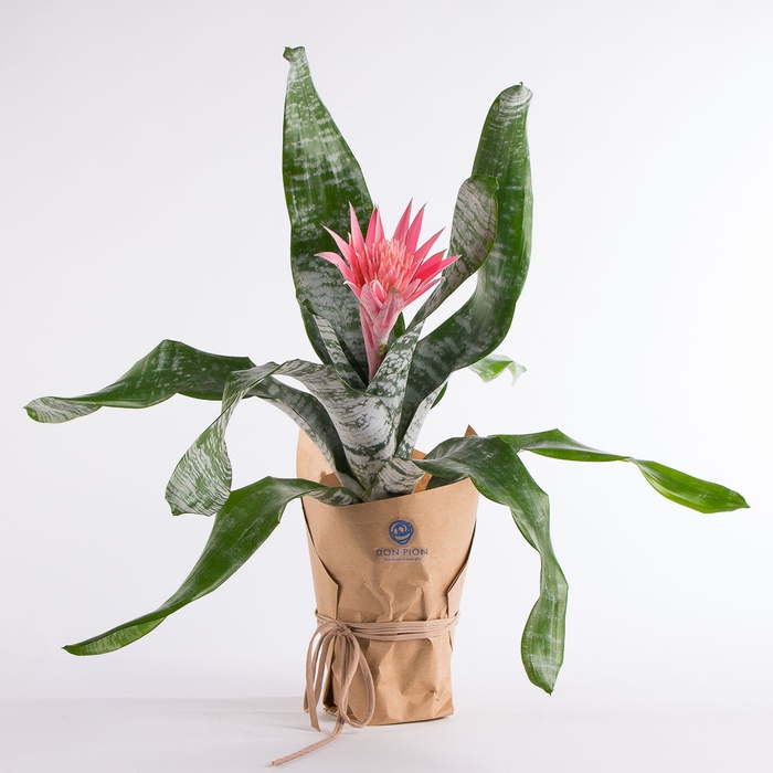 Ехмея смугаста в горшку