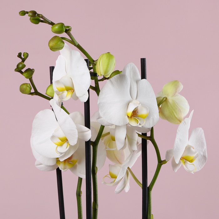 Орхідея White в горщику