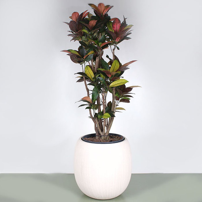 Кротон в горшке