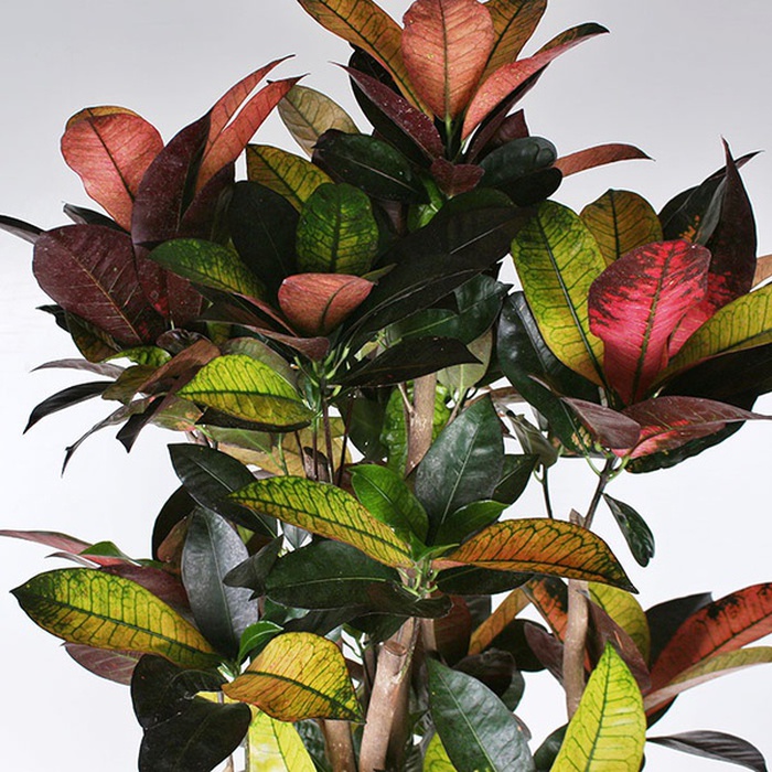 Кротон в горшке