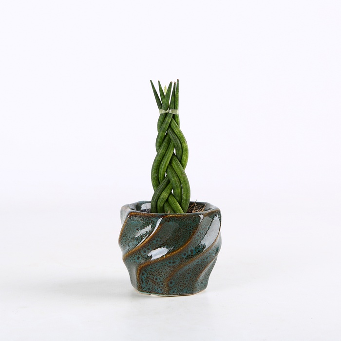 Сансевиерия в горшке, XS