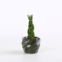 Сансевиерия в горшке, XS