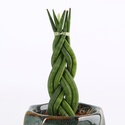 Сансевиерия в горшке, XS