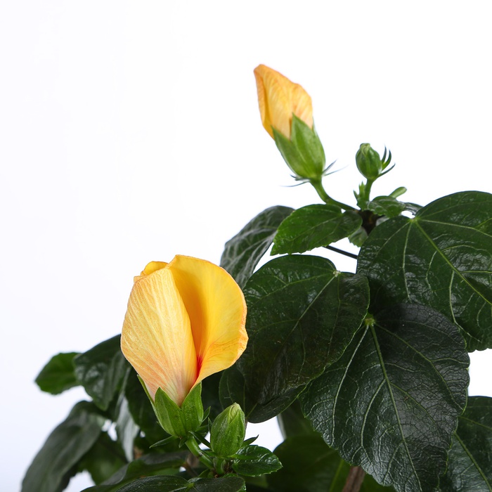 Гібіскус у горщику