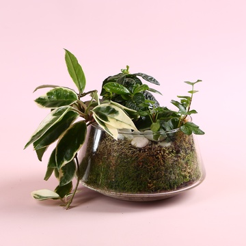 Мікс рослин в кашпо