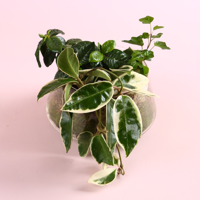 Мікс рослин в кашпо