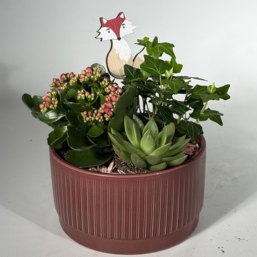 Эчиверия и каланхоэ кашпо