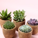 Сукулент мікс в кашпо, S