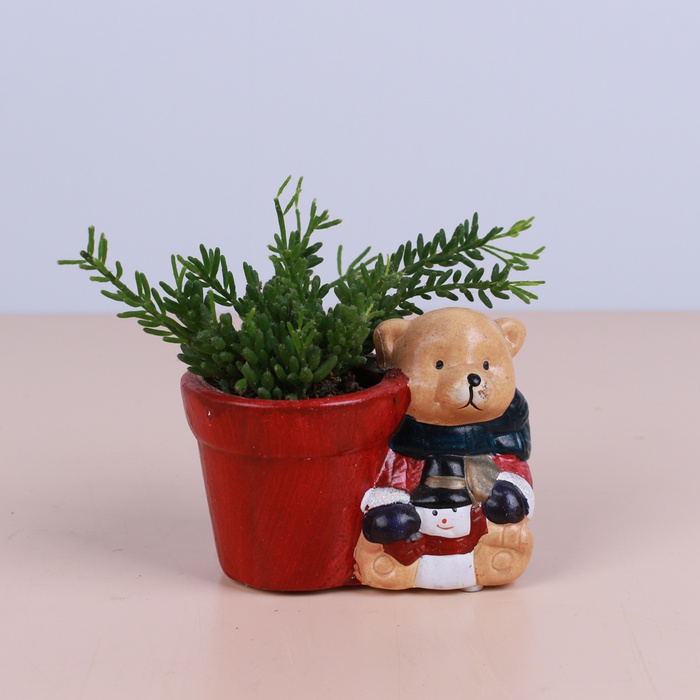 Ріпсаліс в кашпо