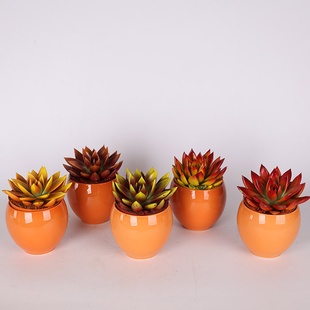 Ечіверія мікс у горщику