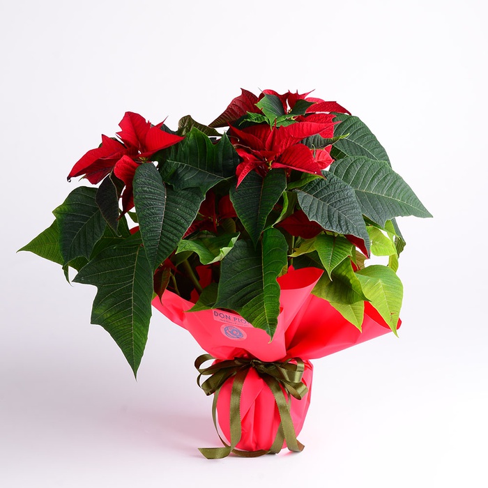 Пуансеттия в подарочной упаковке, S